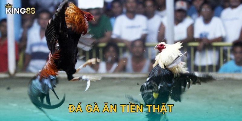 Đá Gà Ăn Tiền Thật King88 bg – Cược Thật Thắng Thật