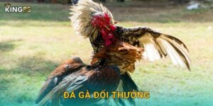 Đá Gà Đổi Thưởng King88 bg – Giải Trí Kiếm Tiền