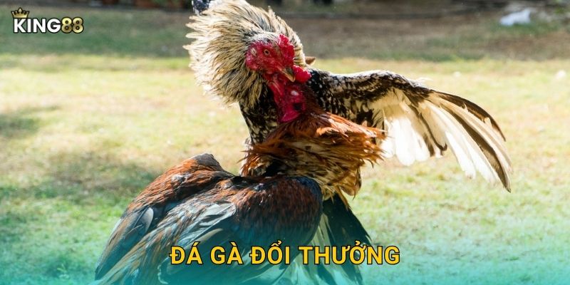 Đá Gà Đổi Thưởng King88 bg – Giải Trí Kiếm Tiền