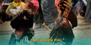 Đá Gà Miễn Phí King88 bg – Thử Vận May Không Mất Phí