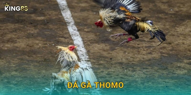 Đá Gà Thomo King88 bg – Đấu Trường Nổi Tiếng