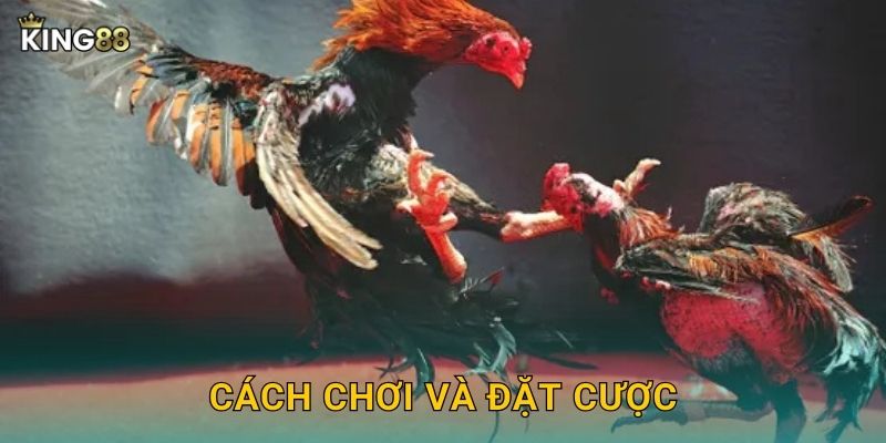 Cách chơi và đặt cược