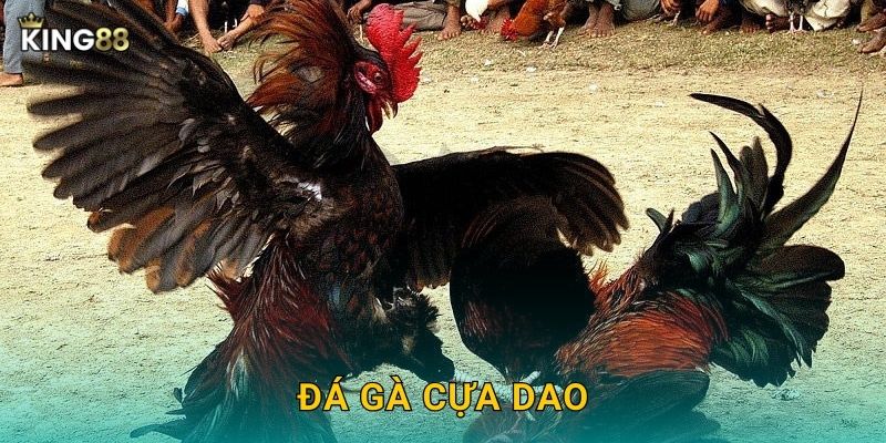 Đá Gà Cựa Dao King88 bg – Nguy Hiểm Nhất Đấu Trường