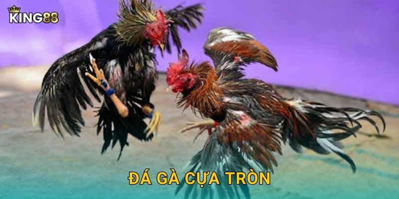 Đá Gà Cựa Tròn King88 bg – An Toàn Nhưng Hấp Dẫn