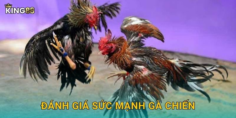Đánh giá sức mạnh gà chiến