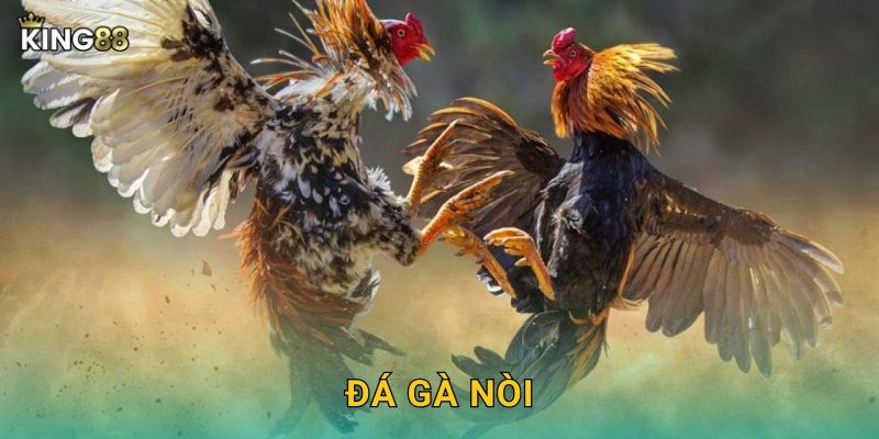Đá Gà Nòi King88 bg – Giống Gà Thuần Chủng