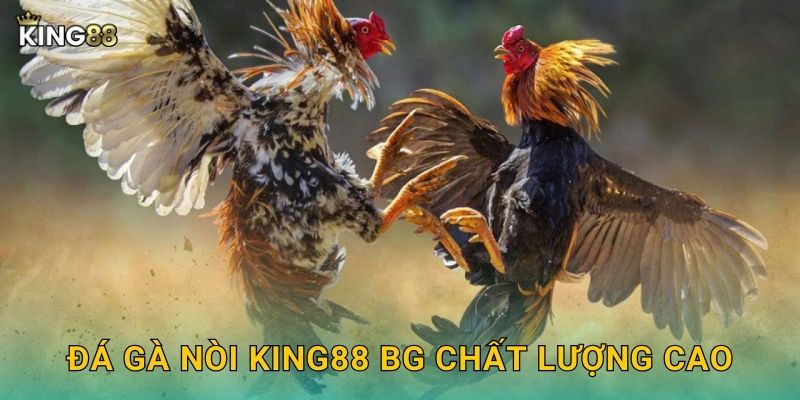 Đá gà nòi King88 bg chất lượng cao