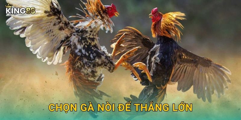 Chọn gà nòi để thắng lớn