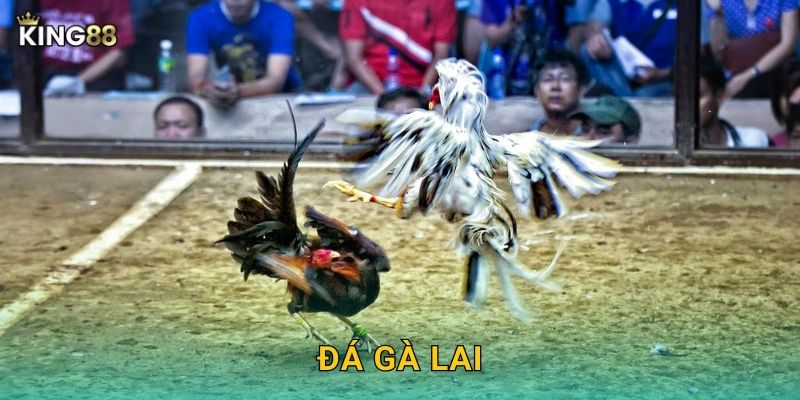 Đá Gà Lai King88 bg – Lai Tạo Ưu Việt