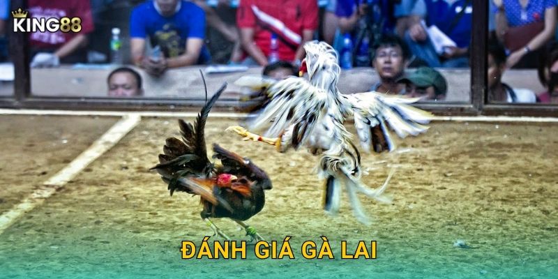Đánh giá gà lai