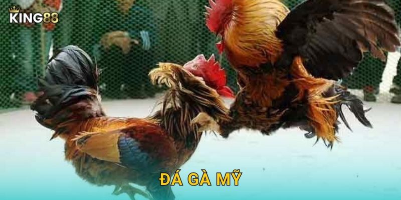 Đá Gà Mỹ King88 bg – Phong Cách Hiện Đại