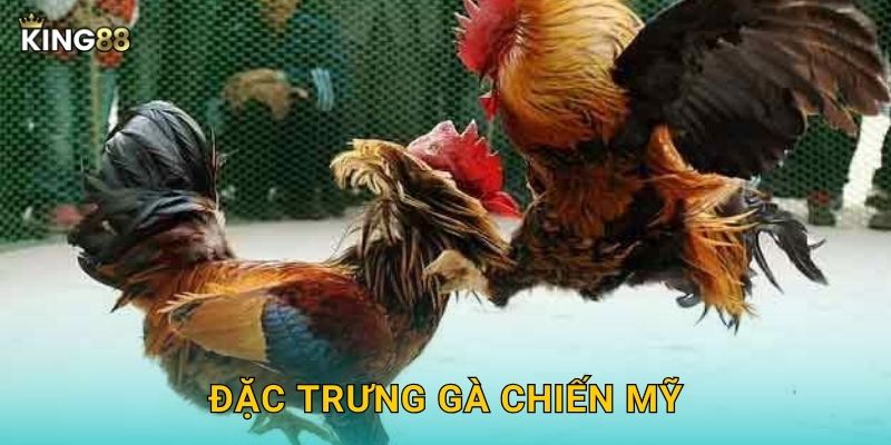 Đặc trưng gà chiến Mỹ