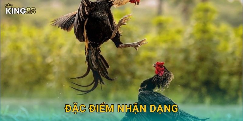 Đặc điểm nhận dạng