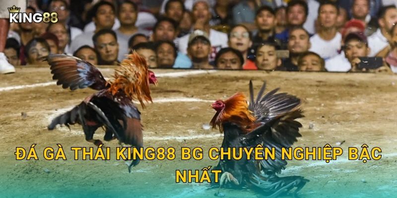 Đá gà Thái King88 bg chuyên nghiệp bậc nhất