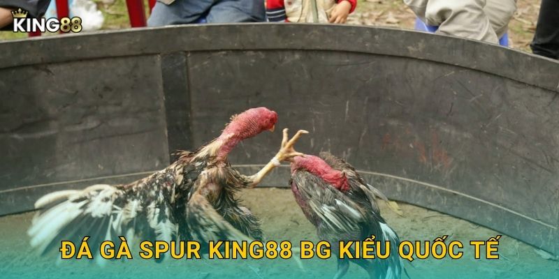 Đá gà spur King88 bg kiểu quốc tế