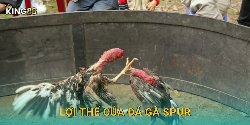Lợi thế của đá gà spur