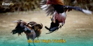 Đá Gà Trực Tuyến King88 bg – Kịch Tính Từng Giây