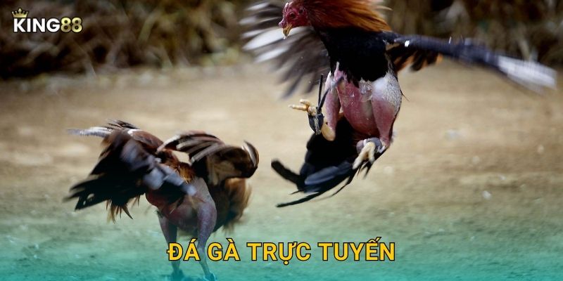 Đá Gà Trực Tuyến King88 bg – Kịch Tính Từng Giây